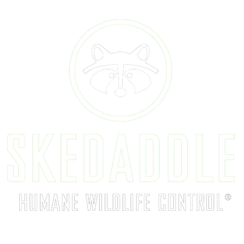 Skedaddle_Logo_WHT